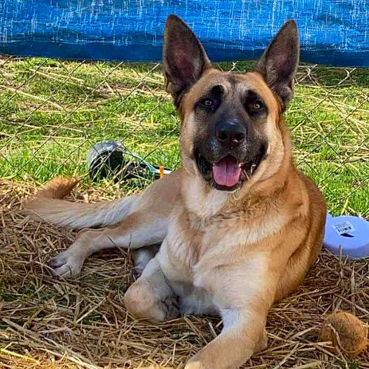 Tucker joined the competition — help win amazing prizes! belgian_shepherd_malinois, canidae, carnivore, collar, companion_dog, dog, dog_breed, fawn, german_shepherd_dog, grass, herding_dog, plant, snout, sporting_group, terrestrial_animal, working_animal, working_dog