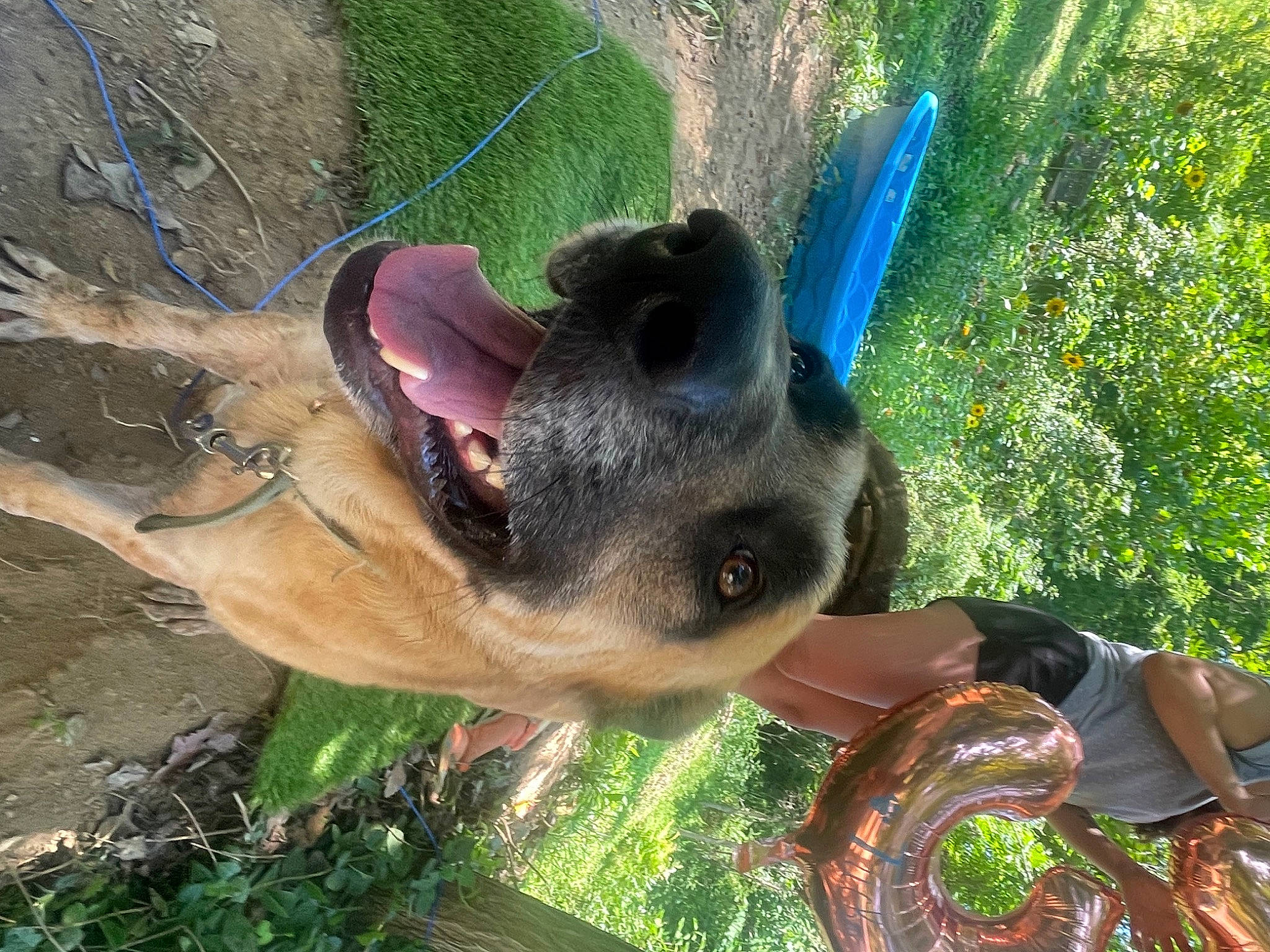 Tucker joined the competition — help win amazing prizes! canidae, carnivore, dog, dog_breed, electric_blue, fawn, grass, liver, pet_supply, plant, snout, sporting_group, terrestrial_animal, tire, wheel, working_animal