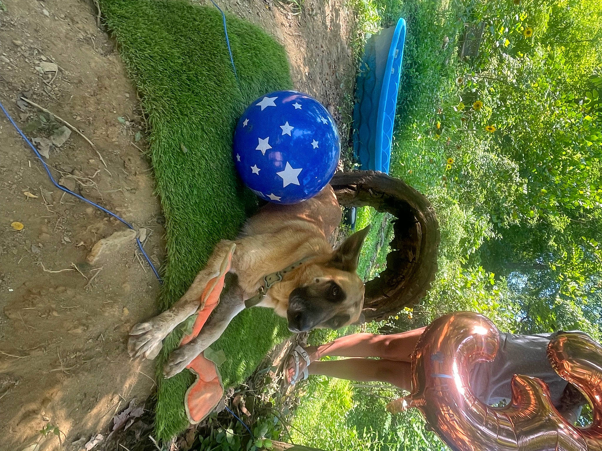Tucker joined the competition — help win amazing prizes! art, circle, dog, dog_breed, electric_blue, fawn, garden, grass, green, lawn_ornament, leisure, musical_instrument, natural_material, personal_protective_equipment, plant, soil, terrestrial_animal, tree, wood, working_animal