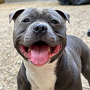 Tyson participe au concours pour gagner de l'argent avec cette photo : animal, bokeh, chest, close_up, dog, eyes, gravel, grey_fur, happy, muscular, nose, outdoor, pet, pitbull, portrait, short_coat, smiling, teeth, tongue_out, white_fur