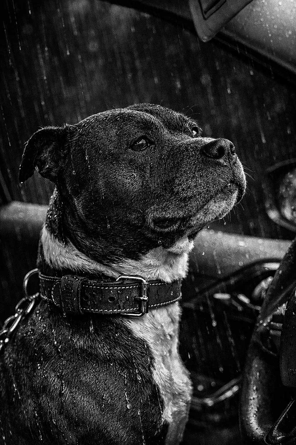 Tyson participe au concours pour gagner de l'argent avec cette photo : dog, pet, animal, wet_fur, raindrops, rain, black_and_white, portrait, close_up, collar, leather_collar, chain, snout, profile, face, stoic, car_interior, vehicle, steering_wheel, droplets