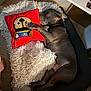 dog, sleeping_dog, pillow, red_pillow, plush_toy, stuffed_animal, white_rug, shaggy_blanket, paw, bed, cushion, indoor, wood_floor, carpet, cozy, snout, gray_coat, relaxed, person_foot, home
