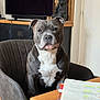 Tyson a rejoint le concours — aidez-le/la à gagner de superbes lots ! dog, staffy, armchair, wooden_table, notebook, planner, living_room, television, statue, wood_paneling, cabinet, portrait, grey_fur, white_chest, expressive_face, seated, indoor, pet_portrait, cute, attentive