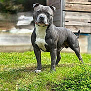 Tyson a rejoint le concours — aidez-le/la à gagner de superbes lots ! dog, pitbull, pet, outdoor, grass, yard, standing, muscular, blue_coat, white_chest, face, ears, tail, paws, muzzle, portrait, garden, wooden_structure, shallow_depth_of_field, sunlight