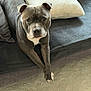 Tyson a rejoint le concours — aidez-le/la à gagner de superbes lots ! dog, canine, staffordshire_bull_terrier, pet, pillow, couch, sofa, carpet, paws_crossed, grey_coat, white_chest, ears, snout, eyes, looking_at_camera, portrait, indoor, relaxed, companion, close_up