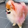 Guizmo participe au concours pour gagner de l'argent avec cette photo : dog, pomeranian, fluffy, colored_fur, pink, orange, tongue_out, pet, animal, indoor, tile_floor, small_dog, cute, fur, standing, looking_sideways, domestic_animal, companion, canine, background_objects
