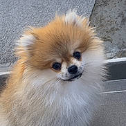 Guizmo participe au concours pour gagner de l'argent avec cette photo : dog, puppy, pomeranian, fluffy, cute, pet, animal, small_dog, tilted_head, fur, outdoor, sidewalk, tile_floor, shadow, portrait, adorable, young_dog, canine, companion, domestic_animal