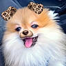Guizmo a rejoint le concours — aidez-le/la à gagner de superbes lots ! dog, pomeranian, fluffy, car_interior, seat, digital_filter, animal_face_filter, leopard_print_ears, tongue_out, cute, pet, happy, smiling, fur, closeup, portrait, vehicle, window, daylight, playful
