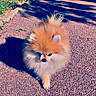 dog, pomeranian, fluffy, outdoor, sunlight, shadow, gravel, path, small_dog, walking, pet, animal, cute, furry, nature, daylight, canine, fur, adorable, companion