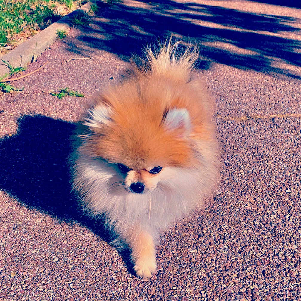 Guizmo participe au concours pour gagner de l'argent avec cette photo : dog, pomeranian, fluffy, outdoor, sunlight, shadow, gravel, path, small_dog, walking, pet, animal, cute, furry, nature, daylight, canine, fur, adorable, companion
