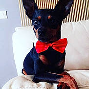 Tyson participe au concours pour gagner de l'argent avec cette photo : carnivoran, chihuahua, companion_dog, dog, dog_breed, dog_clothes, dog_like_mammal, english_toy_terrier, german_pinscher, manchester_terrier, miniature_pinscher, pinscher, prazsky_krysarik, puppy, russkiy_toy, snout, toy_manchester_terrier, vulnerable_native_breeds
