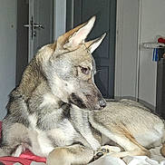 Uby a rejoint le concours — aidez-le/la à gagner de superbes lots ! animal, bed, bedroom, canine, couch, coyote, dog, door, eskimodog, furniture, germanshepherd, hound, husky, indoors, person, pet, puppy, room, snout, wolf