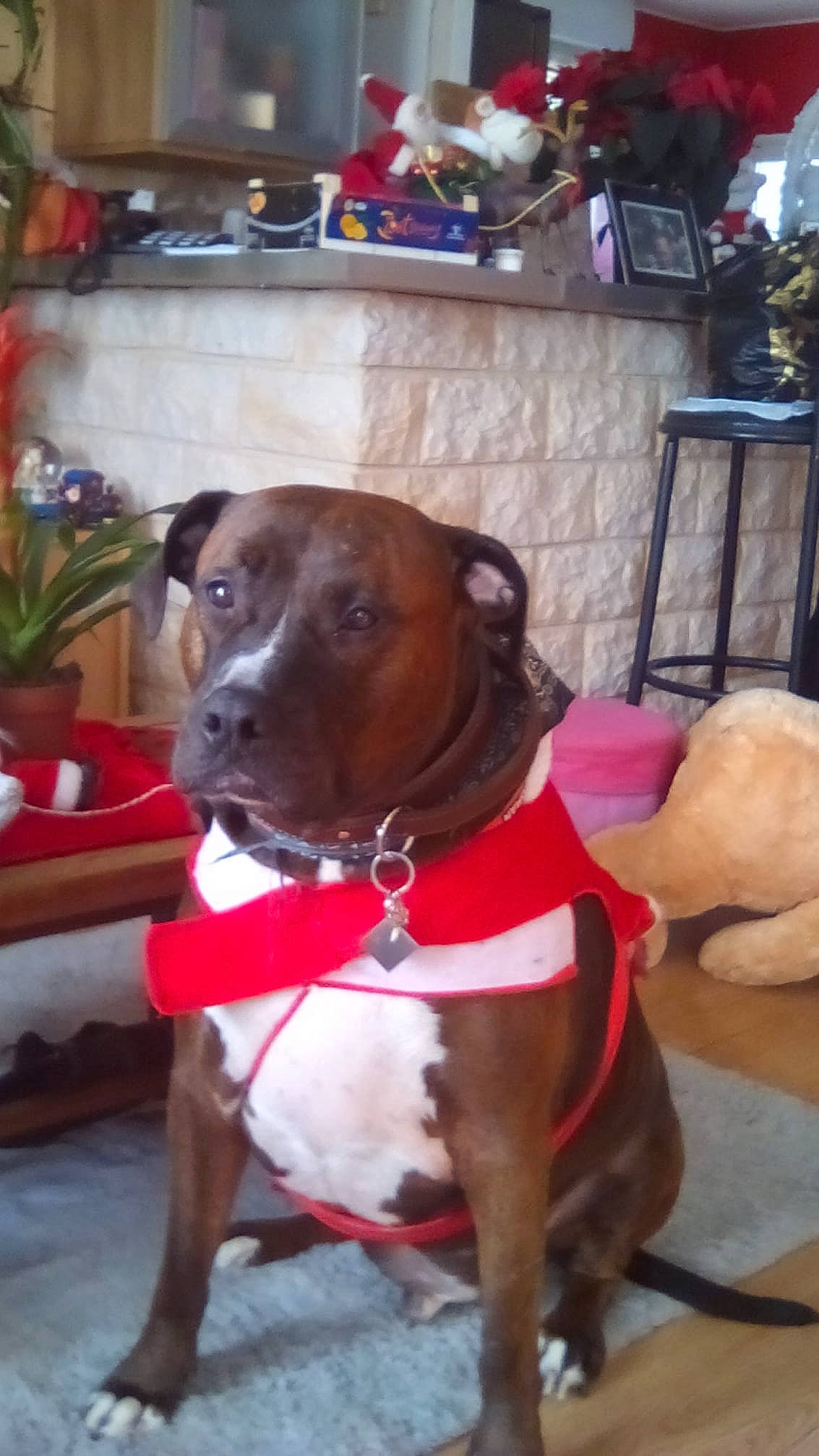 Leyko participe au concours pour gagner de l'argent avec cette photo : american_pit_bull_terrier, american_staffordshire_terrier, bandog, boxer, bullmastiff, canidae, carnivore, dog, dog_breed, dog_collar, fawn, mammal, non_sporting_group, pit_bull, snout, sporting_group, staffordshire_bull_terrier, vertebrate