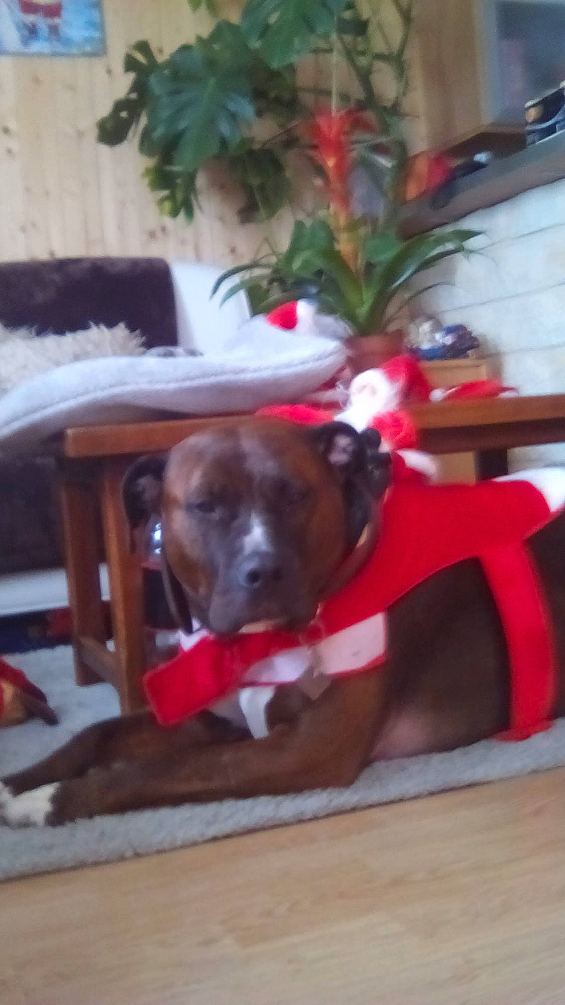 Leyko a rejoint le concours — aidez-le/la à gagner de superbes lots ! boxer, bullmastiff, canidae, carnivore, dog, dog_breed, fawn, guard_dog, snout, sporting_group