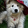 Arley participe au concours pour gagner de l'argent avec cette photo : dog, white_dog, fluffy, puppy, hat, red_hat, necklace, butterfly_charm, grass, outdoor, pet, cute, animal, fur, collar, close_up, young_dog, playful, resting, summer