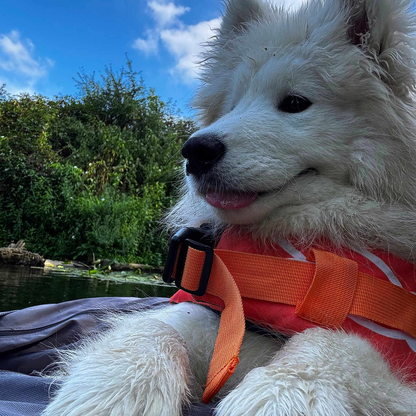 Arley participe au concours pour gagner de l'argent avec cette photo : adventure, animal, canine, close_up, clouds, daytime, dog, greenery, happy, life_jacket, nature, outdoor, pet, relaxing, sky, summer, tongue, water, wet_paws, white_fur