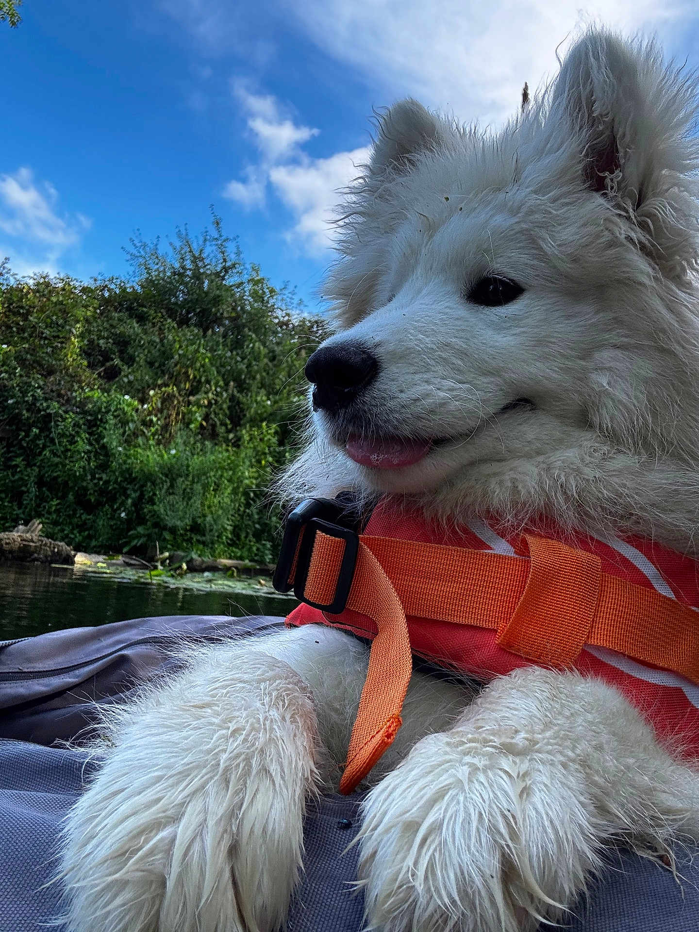 Arley participe au concours pour gagner de l'argent avec cette photo : dog, white_fur, life_jacket, outdoor, water, sky, clouds, greenery, wet_paws, tongue, animal, pet, nature, relaxing, close_up, summer, daytime, happy, canine, adventure
