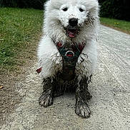 Arley participe au concours pour gagner de l'argent avec cette photo : dog, puppy, muddy, white_fur, happy, outdoor, path, grass, dirt, playful, pet, animal, nature, harness, tongue_out, fluffy, cute, smiling, front_view, forest