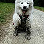dog, puppy, muddy, white_fur, happy, outdoor, path, grass, dirt, playful, pet, animal, nature, harness, tongue_out, fluffy, cute, smiling, front_view, forest