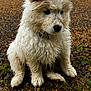 Arley participe au concours pour gagner de l'argent avec cette photo : puppy, dog, wet, muddy, grass, outdoor, animal, cute, fur, pet, sitting, nature, young, white, ears, nose, collar, ground, curly_fur, closeup