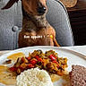 dog, chair, plate, rice, meat, vegetables, food, table, indoor, glass_decanter, curious, pet, meal, dining, brown_dog, domestic, furniture, cozy, text_overlay, appetite