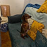 Odéon participe au concours pour gagner de l'argent avec cette photo : dog, dachshund, couch, sofa, pillows, yellow_pillow, teal_pillow, blanket, carpet, indoor, pet, small_dog, brown_dog, fur, alert, curious, domestic, cozy, home, seated