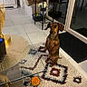 dog, dachshund, indoor, rug, glass_table, toy, orange_ball, decor, door, mat, furniture, pet, brown_dog, floor, tile, home, animal, small_dog, looking, standing