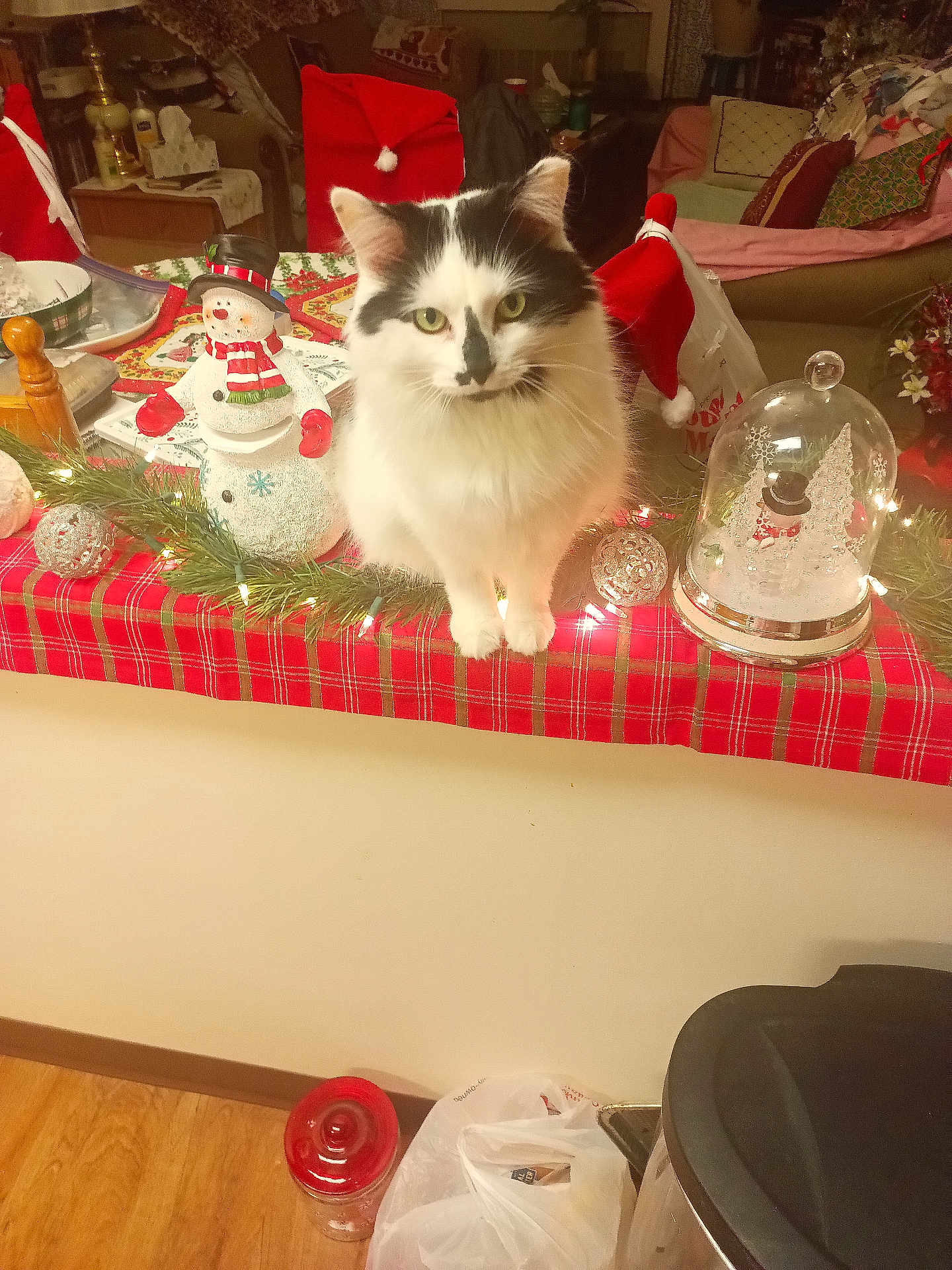 Bella Jan is registered to the contest to win money with this photo: cat, christmas, holiday_decorations, snowman, snow_globe, table_runner, plaid, indoor, festive, decor, furniture, cozy, pet, white, black, greenery, lights, home, wood_floor, red
