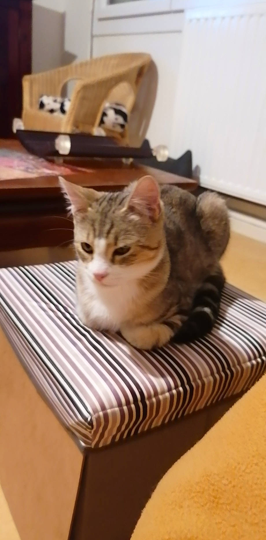 Pooky a rejoint le concours — aidez-le/la à gagner de superbes lots ! aegean_cat, american_shorthair, asian, box, carnivore, cat, domestic_short_haired_cat, dragon_li, european_shorthair, felidae, kitten, mammal, munchkin, polydactyl_cat, small_to_medium_sized_cats, tabby_cat, table, whiskers