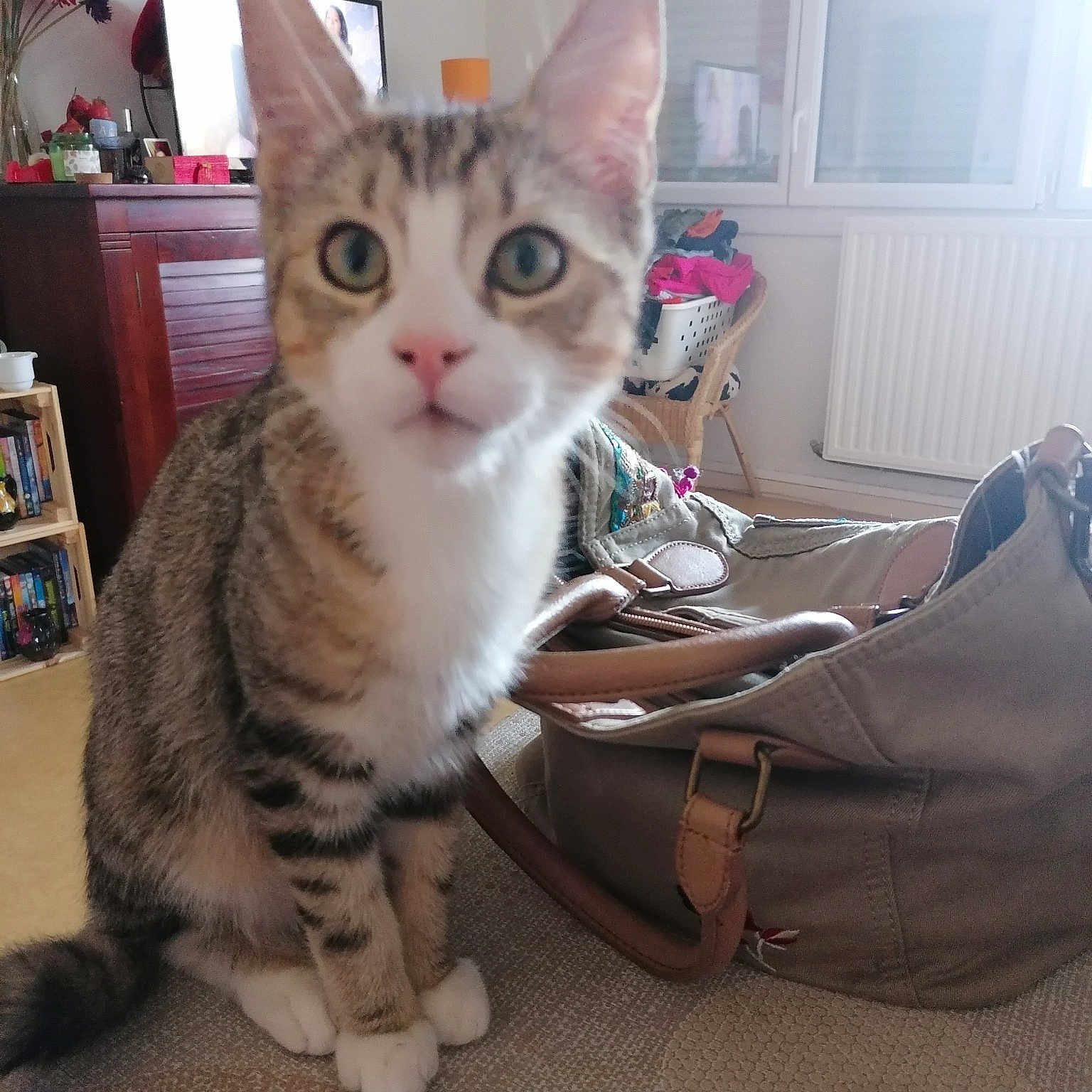 Pooky