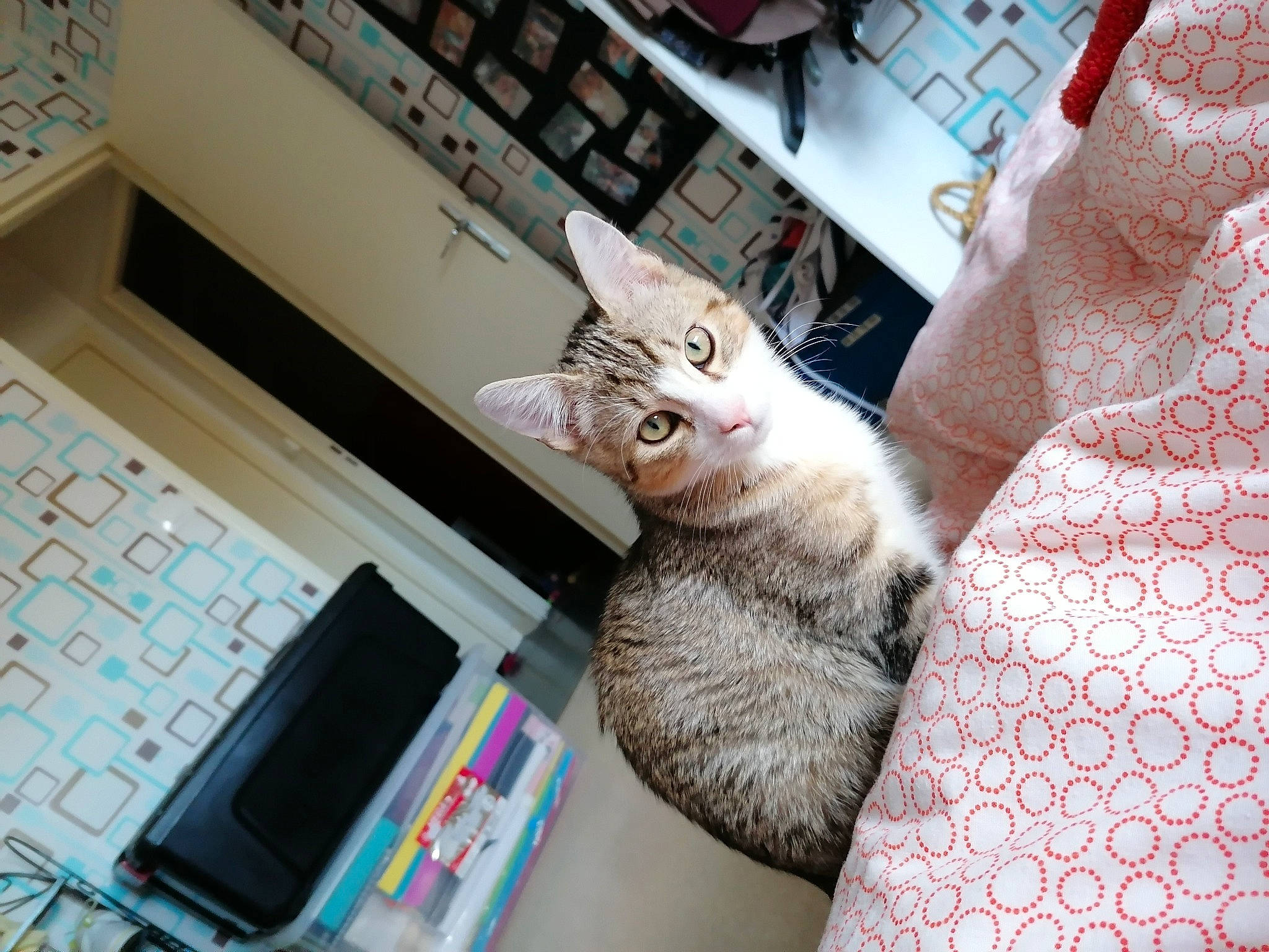 Pooky participe au concours pour gagner de l'argent avec cette photo : aegean_cat, american_shorthair, asian, burmilla, carnivore, cat, domestic_short_haired_cat, dragon_li, ear, european_shorthair, felidae, fur, german_rex, kitten, paw, polydactyl_cat, small_to_medium_sized_cats, turkish_angora, whiskers