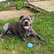 Cooper is registered to the contest to win money with this photo: dog, gray_dog, grass, blue_ball, chain_collar, outdoor, pet, canine, sunny, backyard, happy, tongue_out, greenery, sidewalk, playful, resting, animal, nature, summer, lawn