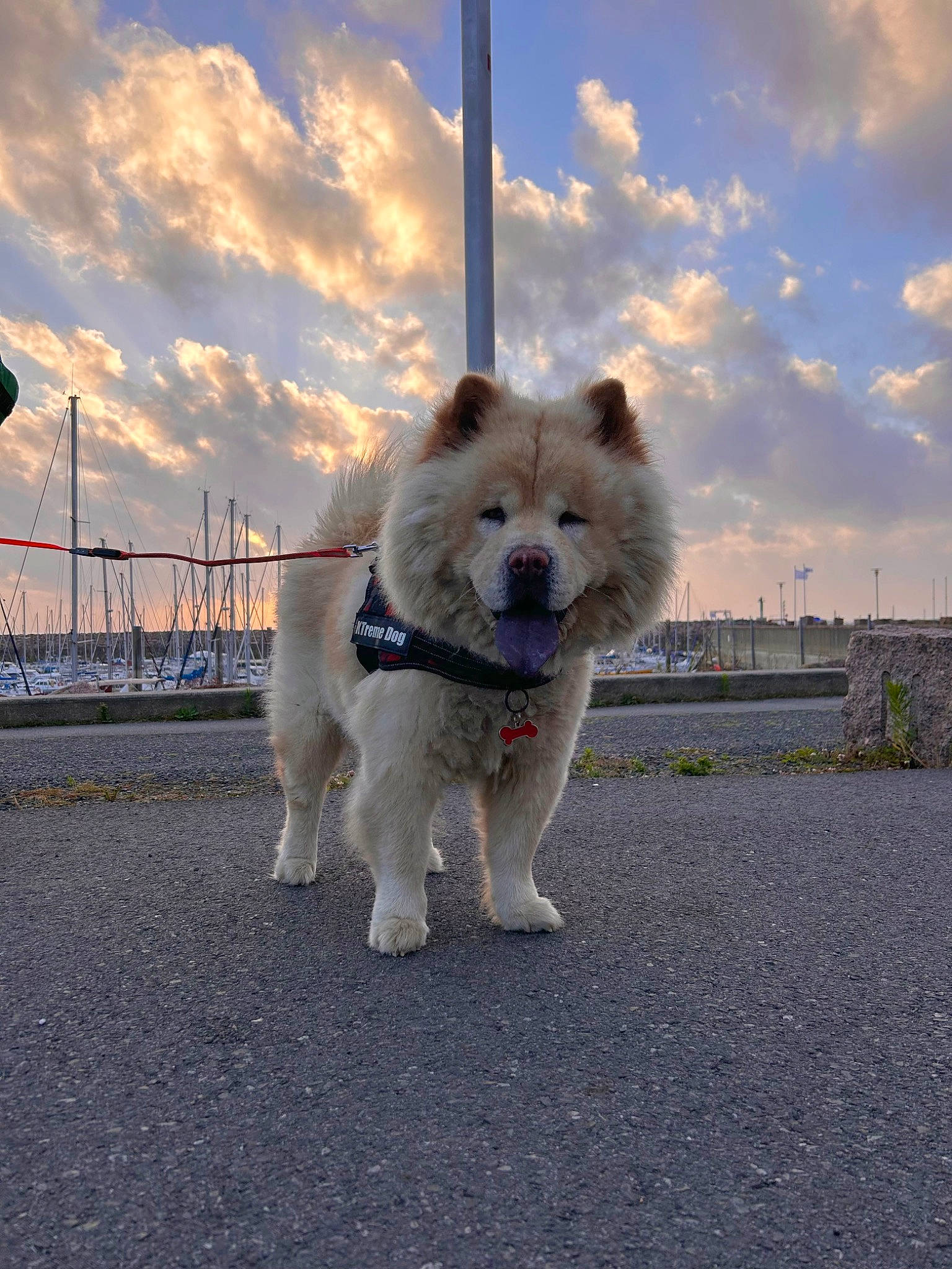 Rony a rejoint le concours — aidez-le/la à gagner de superbes lots ! canidae, carnivore, cloud, collar, companion_dog, cumulus, dog, dog_breed, fur, non_sporting_group, ocean, plant, road_surface, sky, snout, sporting_group, tail, winter, working_animal, working_dog
