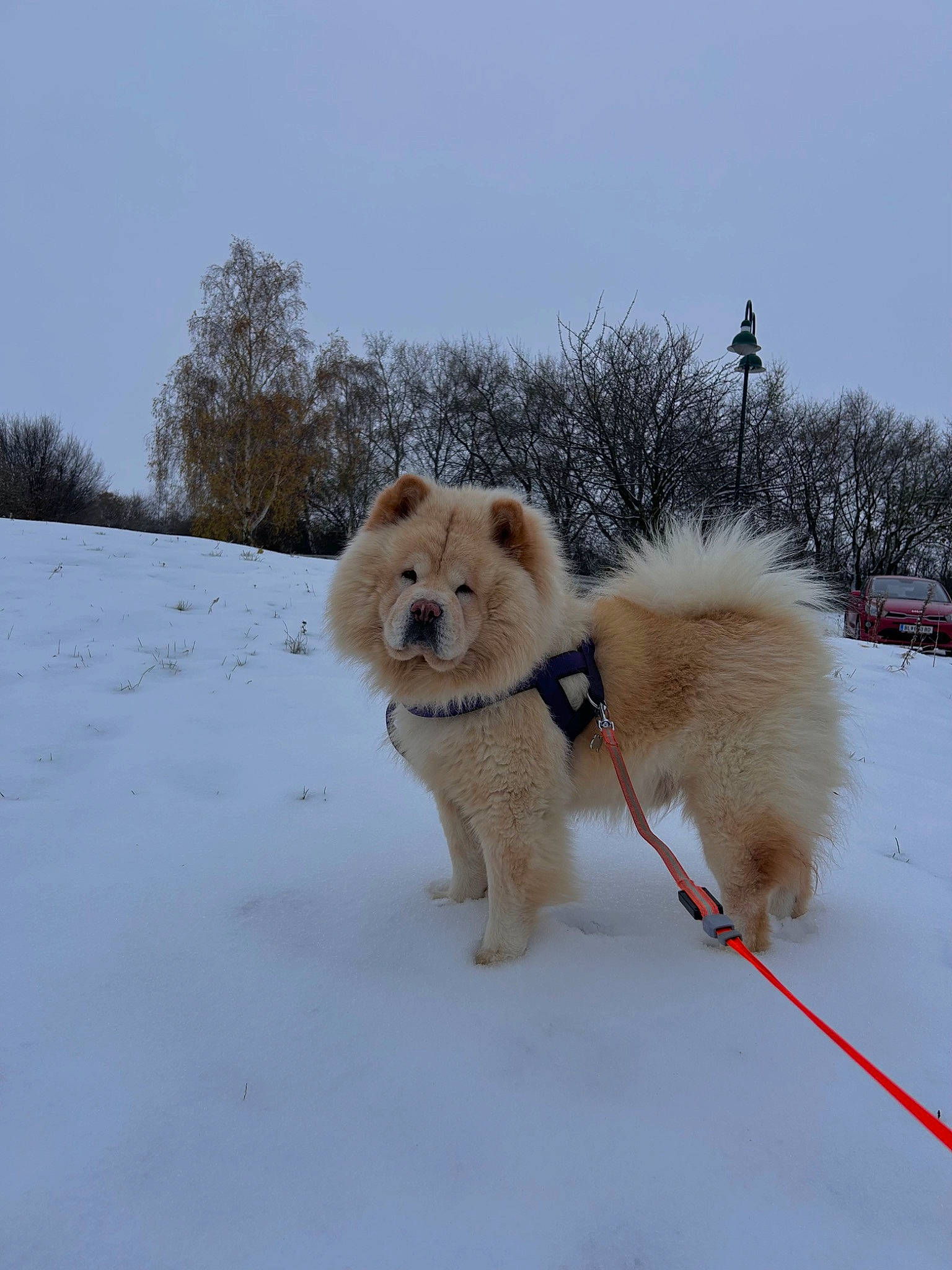 Rony a rejoint le concours — aidez-le/la à gagner de superbes lots ! canidae, carnivore, collar, companion_dog, dog, dog_breed, dog_supply, fawn, freezing, german_spitz_klein, pet_supply, sky, snout, snow, spitz, sporting_group, tree, vertebrate, winter, working_animal