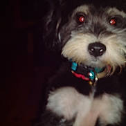 Chico joined the competition — help win amazing prizes! animal, black_and_white, canine, close_up, collar, companion, cute, dog, domestic_animal, face, fluffy, fur, furry, indoor, low_light, mammal, nose, pet, portrait, red_eye