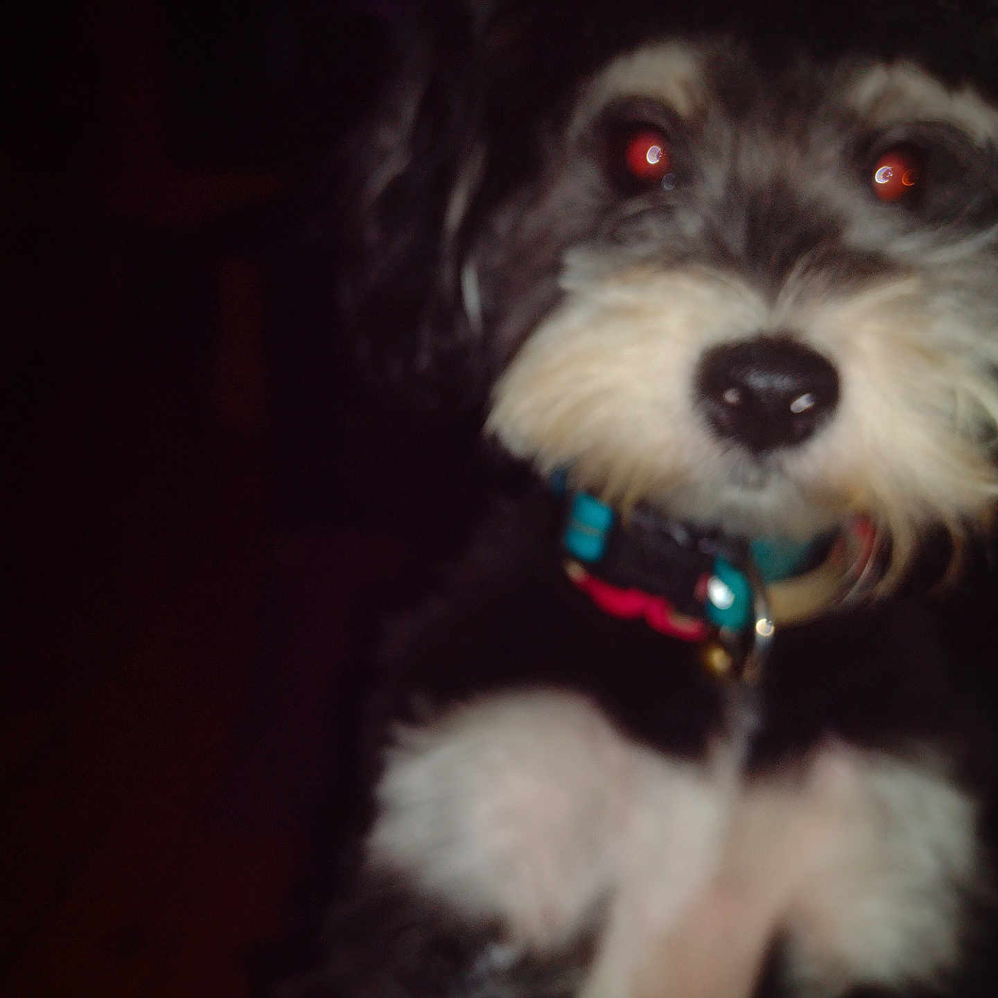 Chico joined the competition — help win amazing prizes! animal, black_and_white, canine, close_up, collar, companion, cute, dog, domestic_animal, face, fluffy, fur, furry, indoor, low_light, mammal, nose, pet, portrait, red_eye