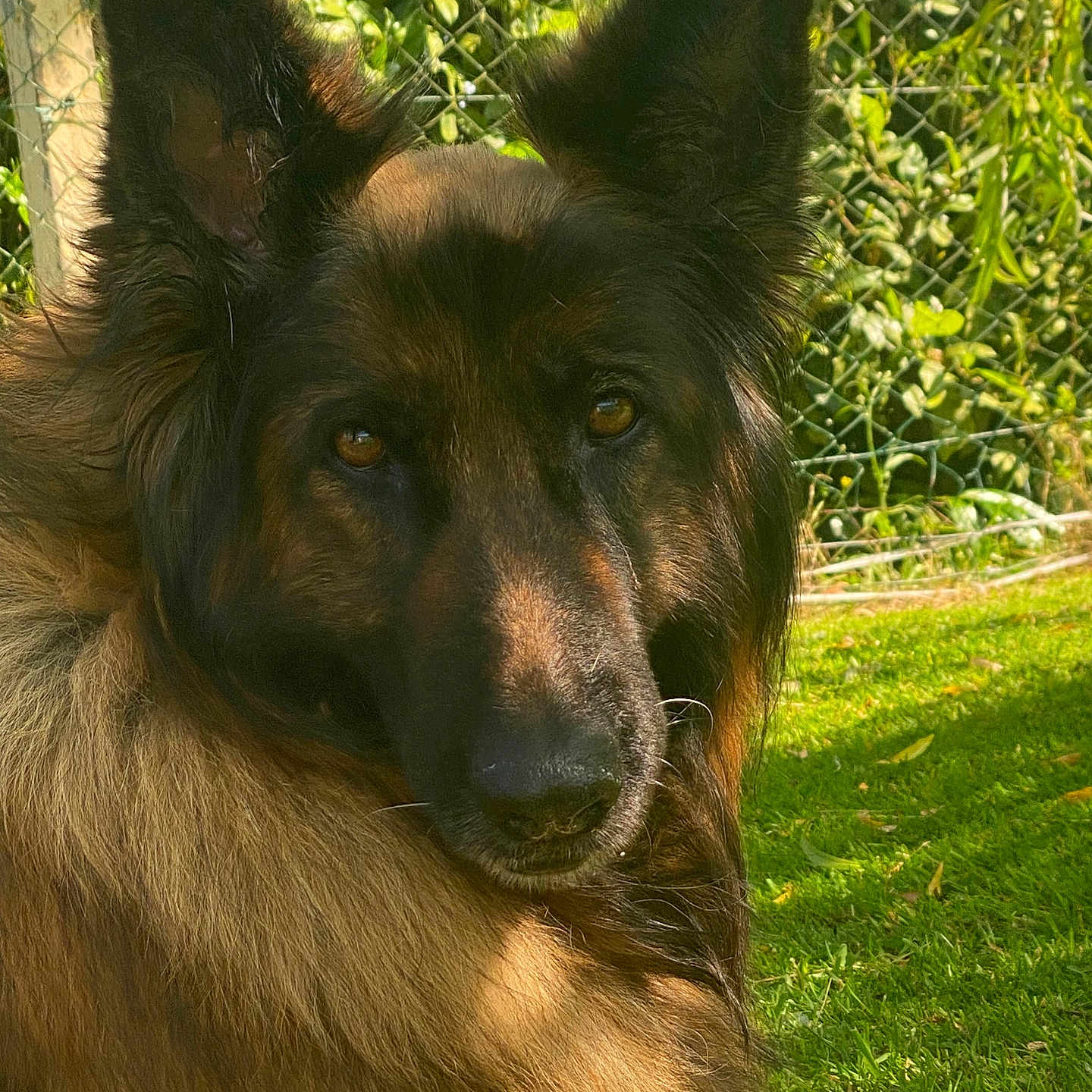 Maya participe au concours pour gagner de l'argent avec cette photo : animal, canine, chain_link_fence, closeup, companion, daylight, dog, ears, fur, german_shepherd, grass, greenery, muzzle, nature, outdoor, pet, portrait, relaxed, sunlight, watchful