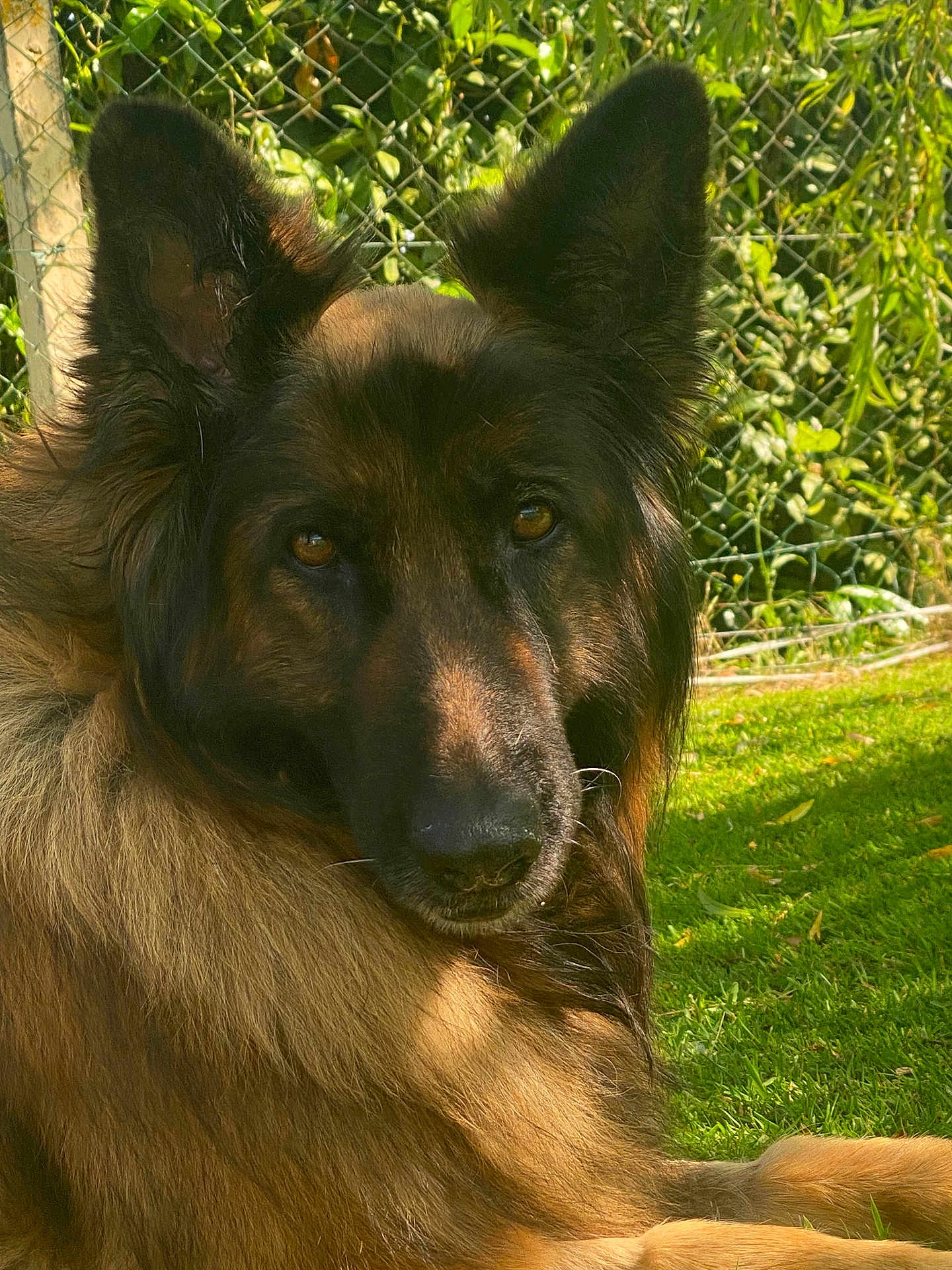 Maya participe au concours pour gagner de l'argent avec cette photo : dog, german_shepherd, animal, pet, fur, ears, outdoor, grass, sunlight, nature, greenery, chain_link_fence, canine, portrait, closeup, muzzle, watchful, relaxed, daylight, companion