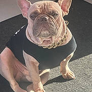 Kooper joined the competition — help win amazing prizes! french_bulldog, dog, pet, canine, sitting, black_shirt, gold_chain, carpet, sunlight, indoor, portrait, cute, animal, paw, ears, wrinkles, expression, mammal, companion, domestic