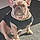 Kooper