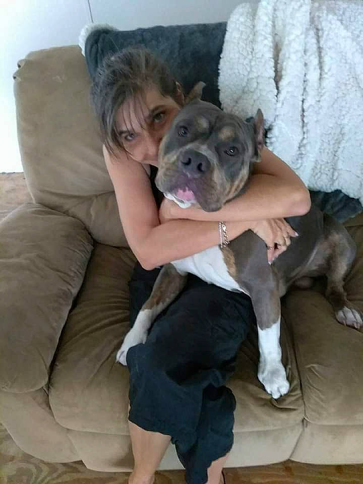 Maximus is registered to the contest to win money with this photo: canidae, carnivore, comfort, companion_dog, dog, dog_breed, dog_collar, fawn, foot, fur, grey, human_leg, leg, paw, puppy_love, sitting, snout, sporting_group, toy_dog, working_animal