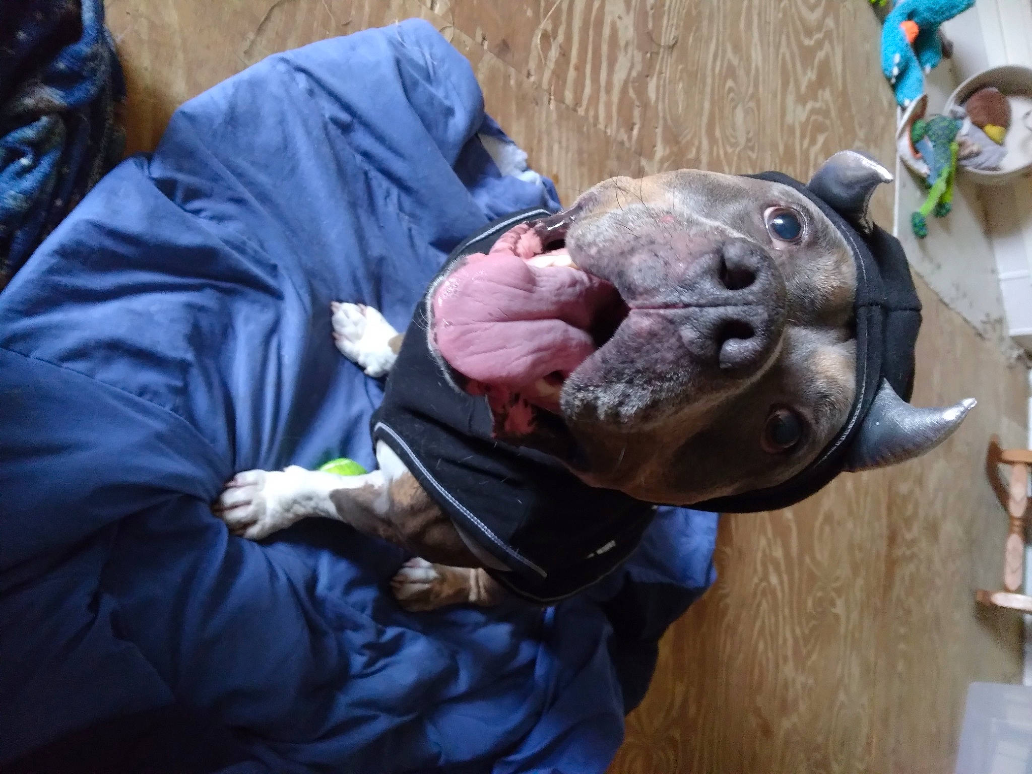 Maximus is registered to the contest to win money with this photo: animal_training, canidae, carnivore, companion_dog, dog, dog_breed, fawn, non_sporting_group, plastic_bag, snout, sporting_group, working_animal, wrinkle