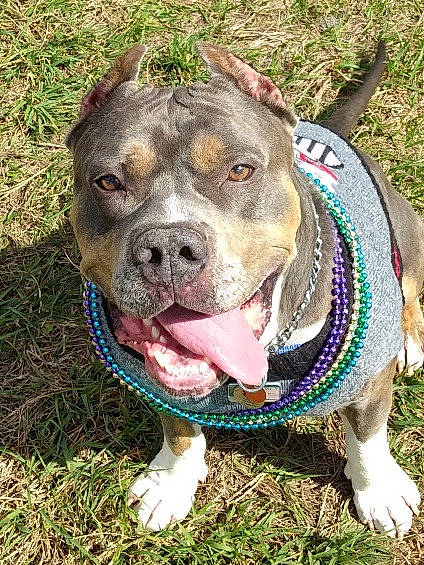 Maximus joined the competition — help win amazing prizes! canidae, carnivore, collar, companion_dog, dog, dog_breed, dog_collar, dog_supply, fashion_accessory, fawn, grass, leash, pet_supply, plant, snout, sporting_group, terrestrial_animal, whiskers, working_animal, wrinkle