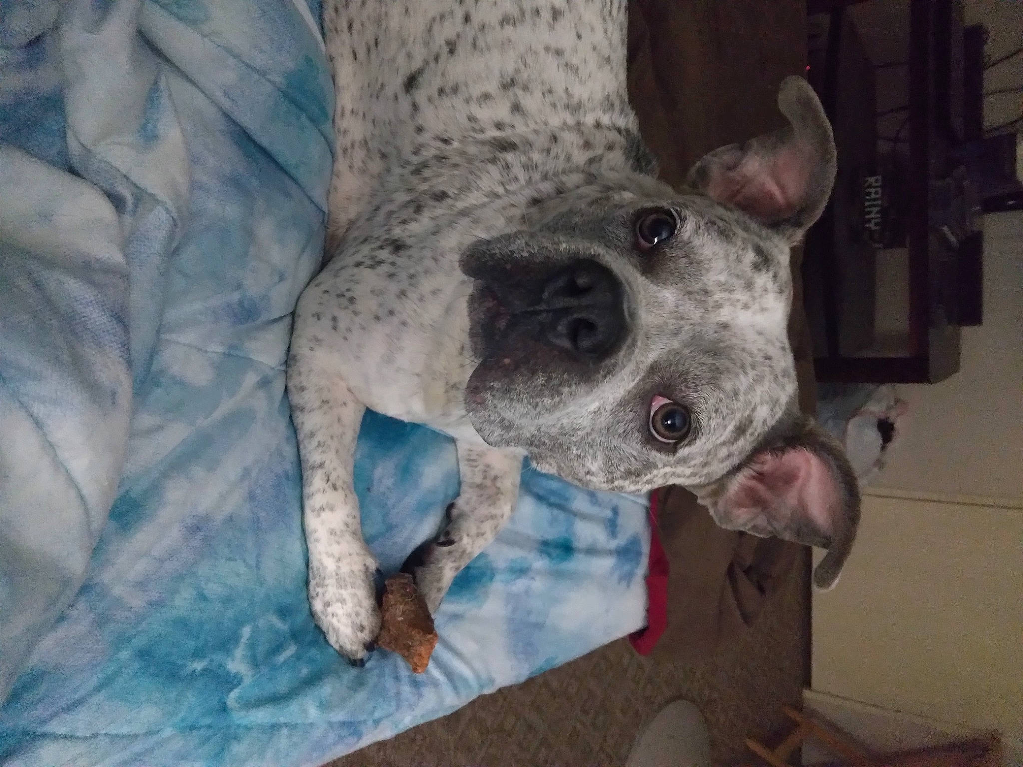 Mystic is registered to the contest to win money with this photo: canidae, carnivore, collar, companion_dog, dog, dog_breed, ear, electric_blue, fawn, guard_dog, non_sporting_group, snout, sporting_group, terrestrial_animal, whiskers, working_animal, working_dog