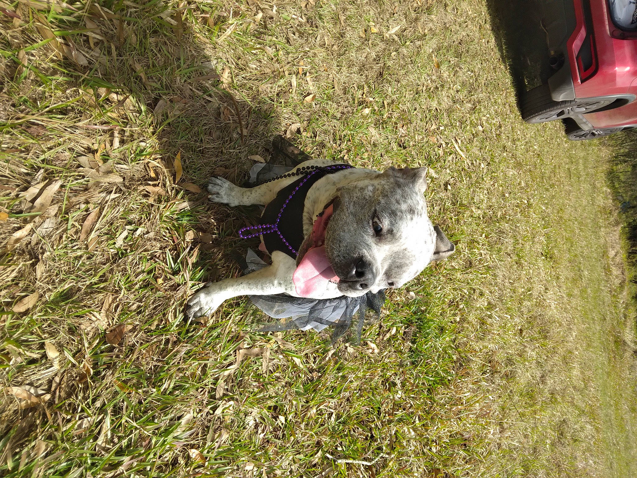 Mystic joined the competition — help win amazing prizes! automotive_exterior, automotive_lighting, canidae, carnivore, collar, companion_dog, dog, dog_breed, grass, groundcover, non_sporting_group, plant, soil, sporting_group, tail, vehicle_door