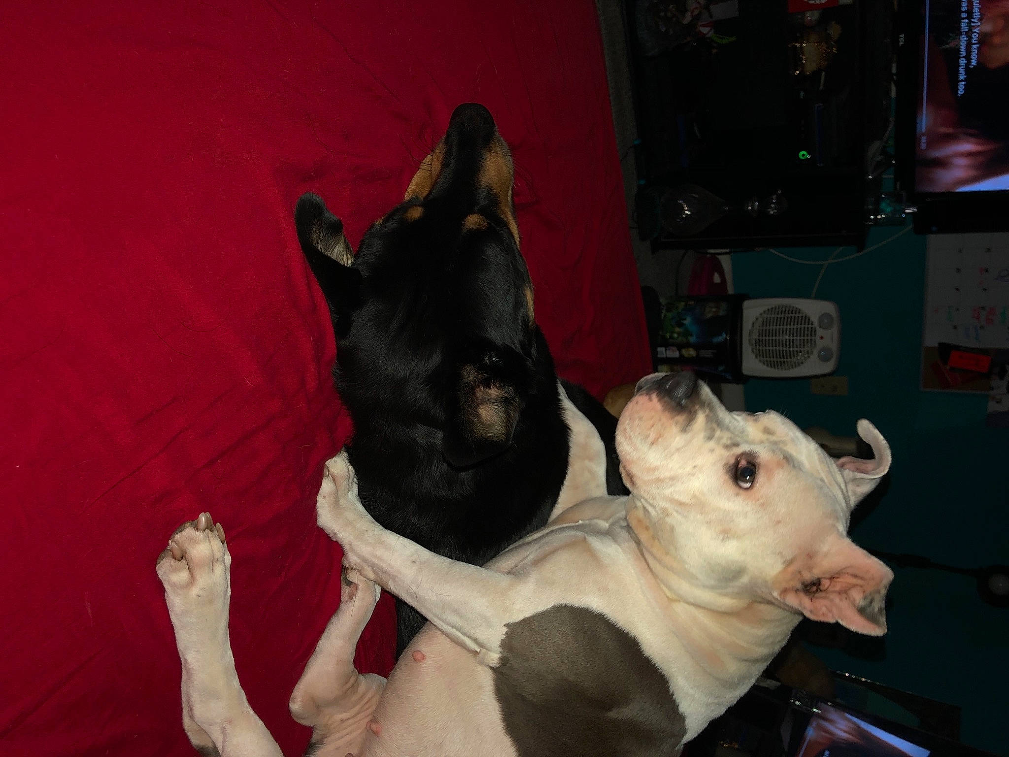 Rex is registered to the contest to win money with this photo: bull_terrier, canidae, carnivore, comfort, companion_dog, dog, dog_breed, ear, fawn, felidae, fur, jaw, non_sporting_group, snout, sporting_group, tail, terrestrial_animal, whiskers, working_animal, wrinkle