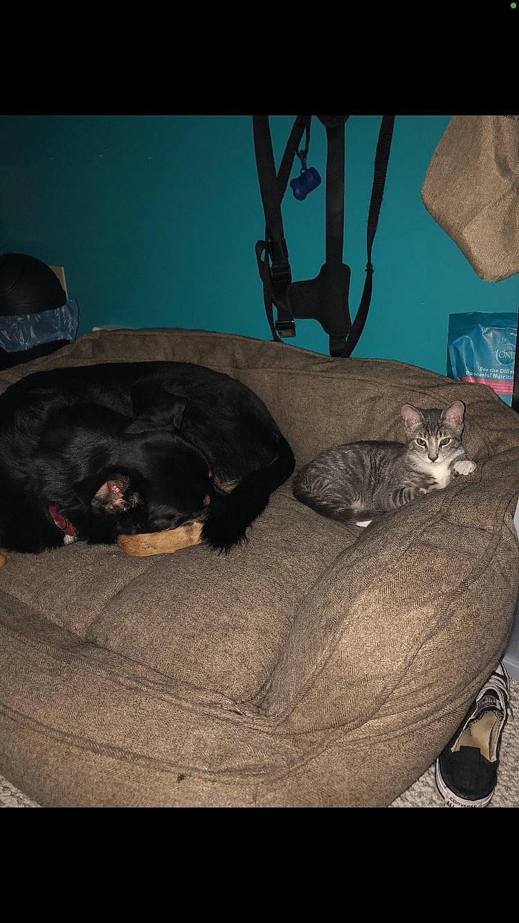 Rex joined the competition — help win amazing prizes! bed, carnivore, cat, comfort, companion_dog, couch, dog, dog_breed, dog_supply, domestic_short_haired_cat, felidae, fur, liver, luggage_and_bags, mammal, small_to_medium_sized_cats, tail, vertebrate, whiskers, working_animal