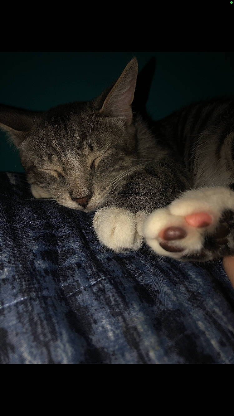 Zazu joined the competition — help win amazing prizes! carnivore, cat, cloud, comfort, ear, eye, fawn, felidae, grey, hand, jaw, mammal, nose, paw, small_to_medium_sized_cats, snout, tail, vertebrate, whiskers, wood