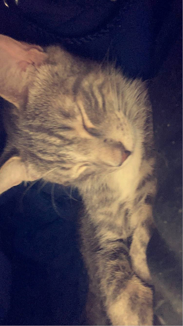 Zazu joined the competition — help win amazing prizes! carnivore, cat, claw, cloud, cumulus, darkness, domestic_short_haired_cat, electric_blue, felidae, fur, meteorological_phenomenon, nap, paw, sky, small_to_medium_sized_cats, snout, street_light, tail, whiskers, window