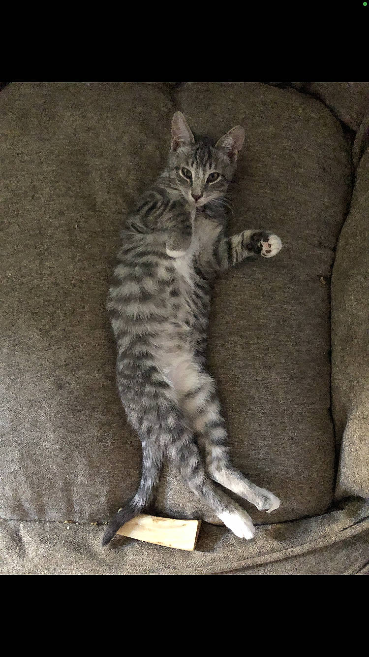 Zazu joined the competition — help win amazing prizes! carnivore, cat, claw, comfort, domestic_short_haired_cat, felidae, foot, fur, grey, monochrome_photography, paw, sitting, small_to_medium_sized_cats, snout, tail, terrestrial_animal, whiskers, wildlife